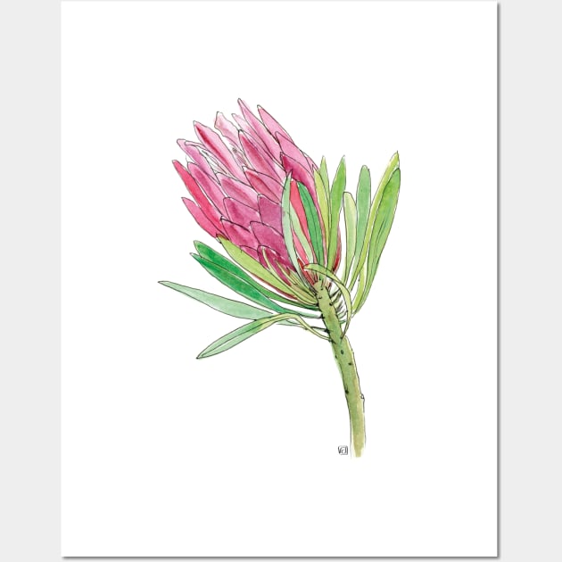 Pink Protea flower Wall Art by VeraAlmeida